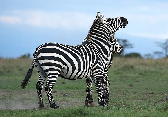 Laikipia