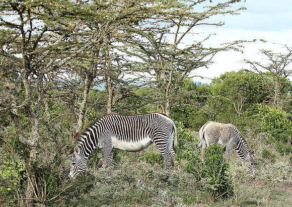 Grevy's zebras - endangered species - Laikipia