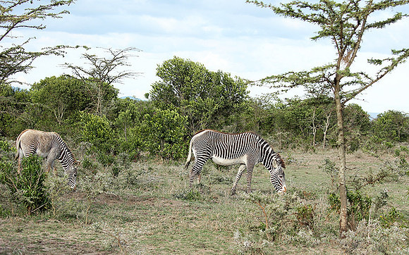Grevy's zebras - endangered species - Laikipia