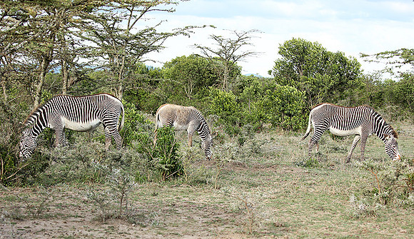 Grevy's zebras - endangered species - Laikipia