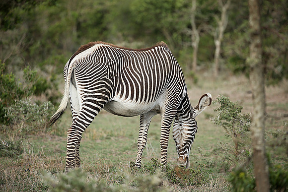 Grevy's zebras - endangered species - Laikipia
