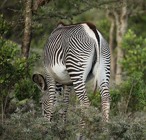 Grevy's zebras - endangered species - Laikipia
