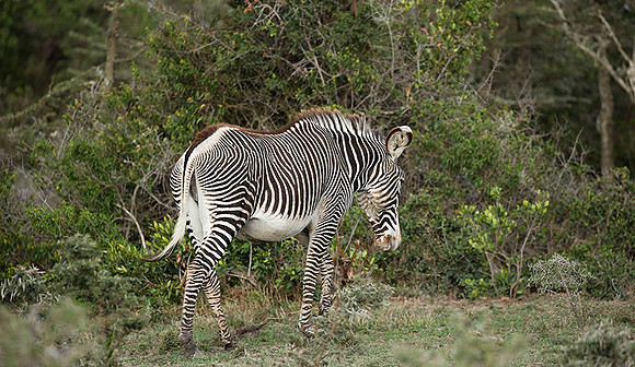Grevy's zebras - endangered species - Laikipia