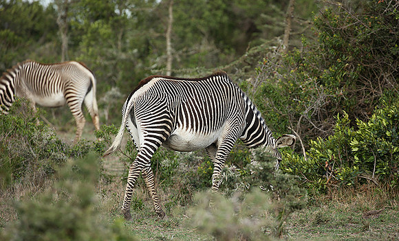 Grevy's zebras - endangered species - Laikipia