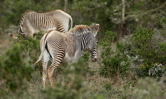 Grevy's zebras - endangered species - Laikipia