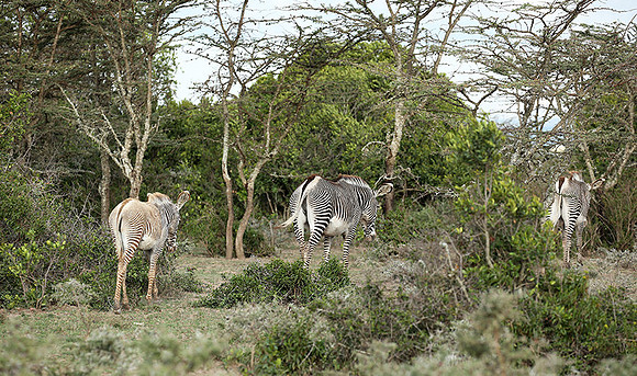 Grevy's zebras - endangered species - Laikipia