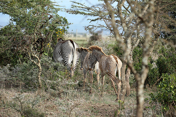 Grevy's zebras - endangered species - Laikipia