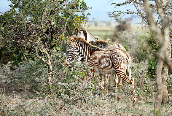 Grevy's zebras - endangered species - Laikipia