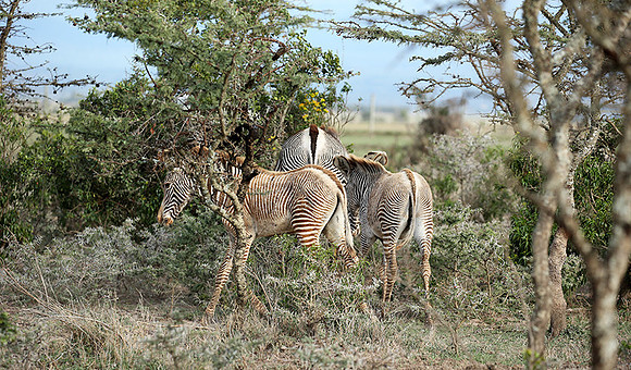 Grevy's zebras - endangered species - Laikipia