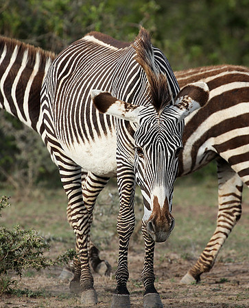 Grevy's zebras - endangered species - Laikipia