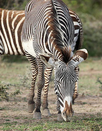 Grevy's zebras - endangered species - Laikipia