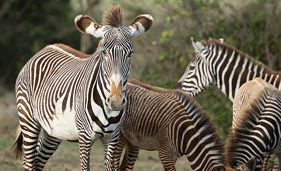 Grevy's zebras - endangered species - Laikipia