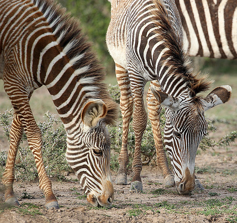 Grevy's zebras - endangered species - Laikipia