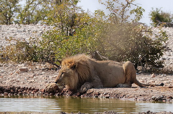 Ongava Private Reserve