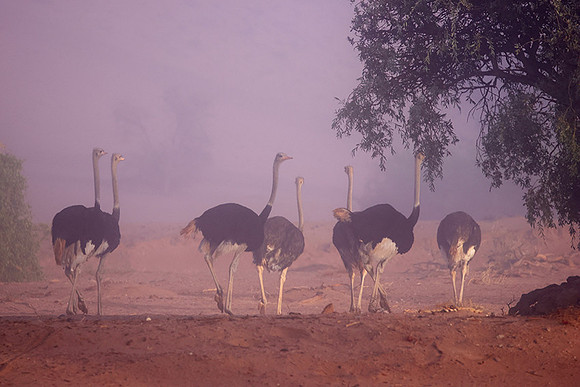 Damaraland