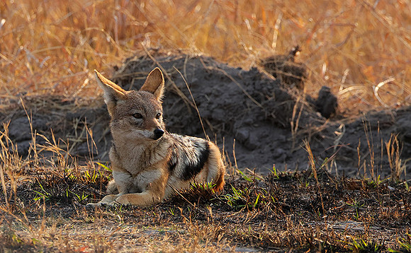Black-backed jackal - Matetsi