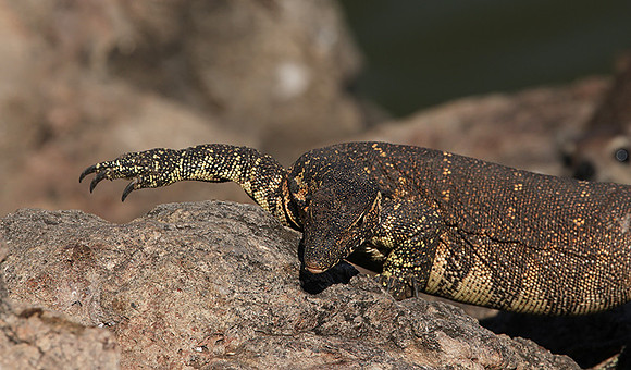Monitor lizard - Hwange NP