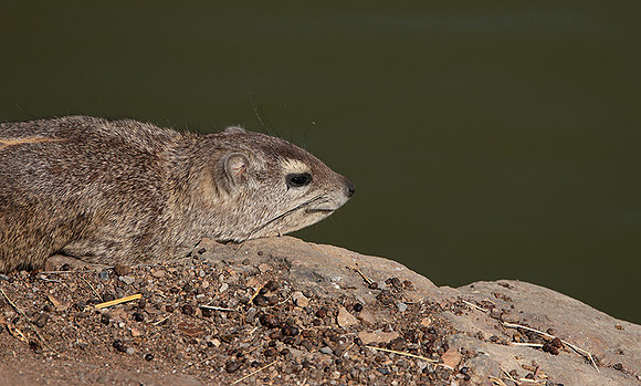 Hwange NP
