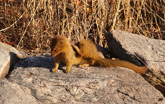 Slender mongoose - Hwange NP