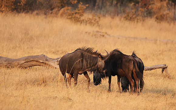 Matetsi private game reserve