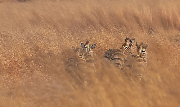 Matetsi private game reserve