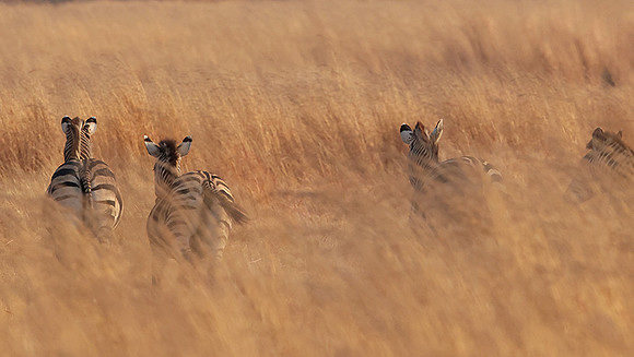 Matetsi private game reserve