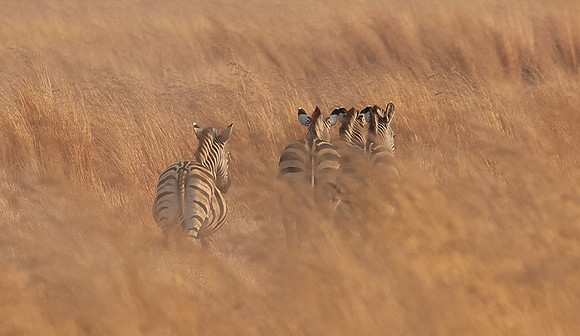 Matetsi private game reserve