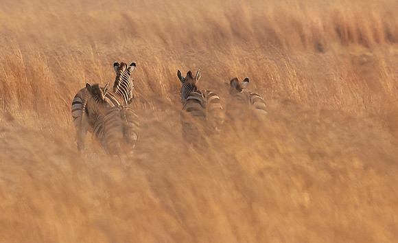 Matetsi private game reserve