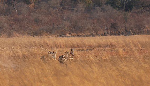 Matetsi private game reserve
