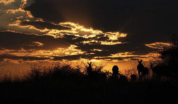 sunset - Hwange NP