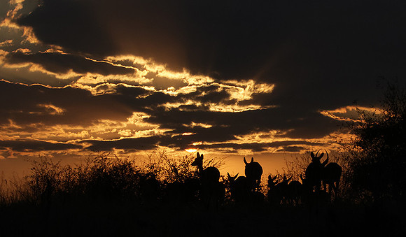 sunset - Hwange NP