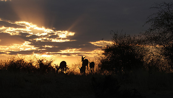 sunset - Hwange NP