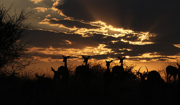 sunset - Hwange NP