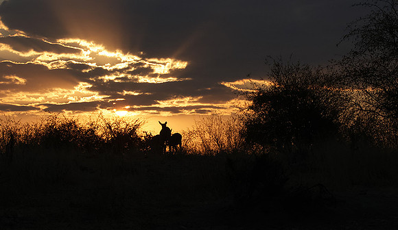 sunset - Hwange NP