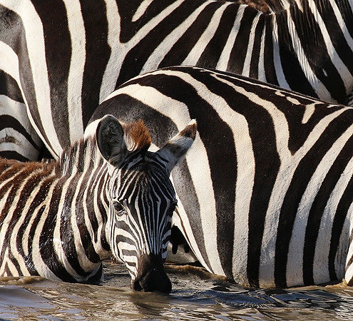 Serengeti - Grumeti Private Reserve