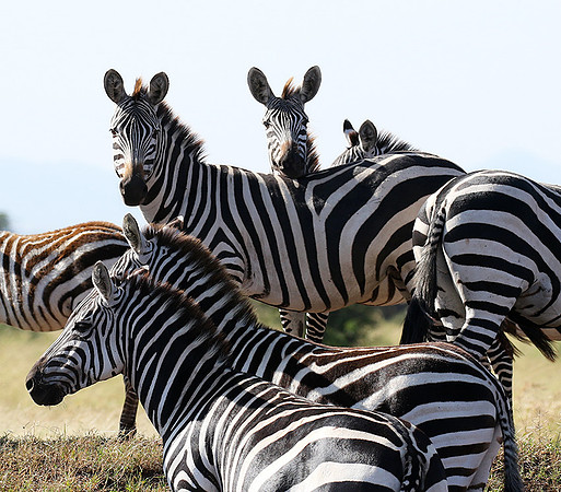 Serengeti - Grumeti Private Reserve