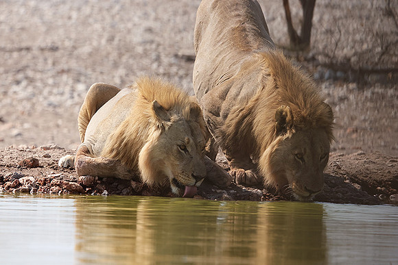 Ongava Private Reserve