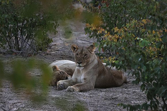 Ongava Private Reserve