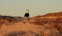 Damaraland
