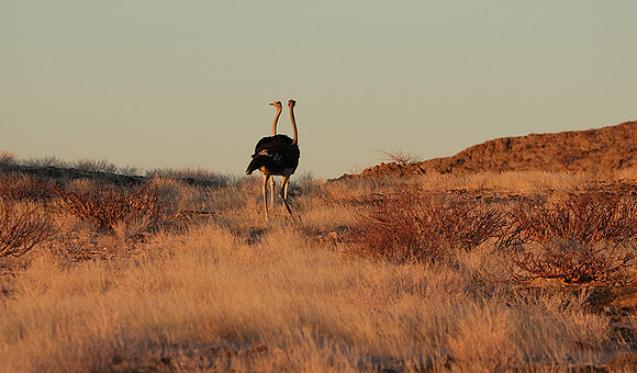 Damaraland