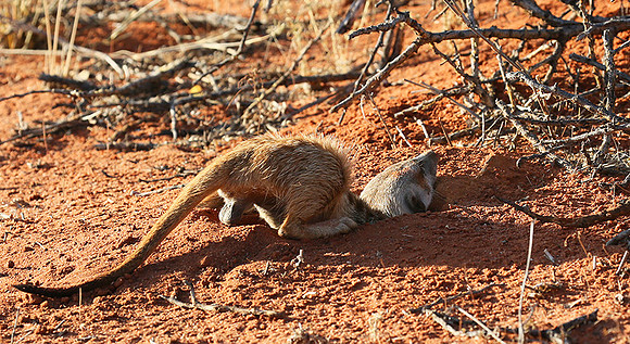 Meercat - Tswalu - South Africa