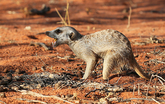 Meercat - Tswalu - South Africa