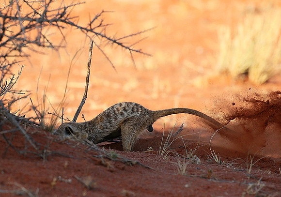 Meercat - Tswalu - South Africa