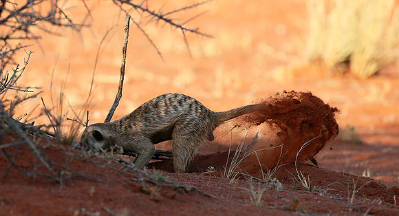 Meercat - Tswalu - South Africa