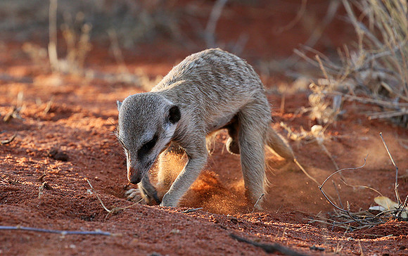 Meercat - Tswalu - South Africa