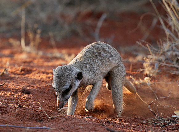 Meercat - Tswalu - South Africa