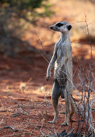 Meercat - Tswalu - South Africa