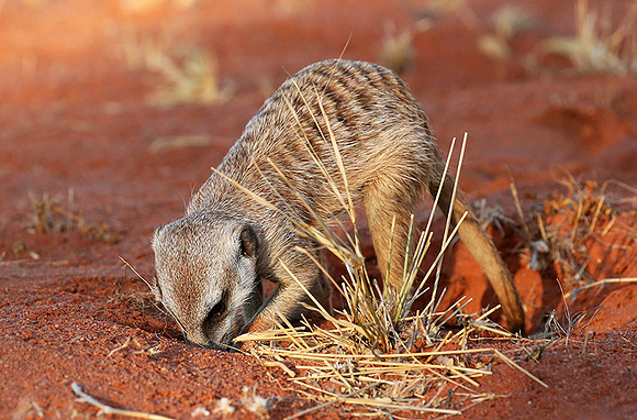 Meercat - Tswalu - South Africa