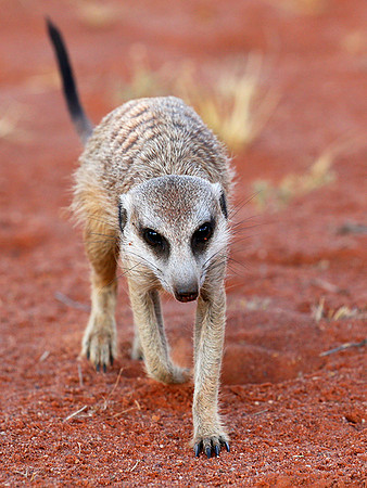 Meercat - Tswalu - South Africa