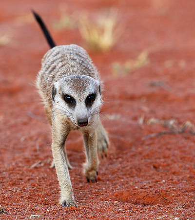 Meercat - Tswalu - South Africa